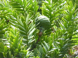 Image of kauri