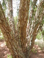 Image of forest-oak