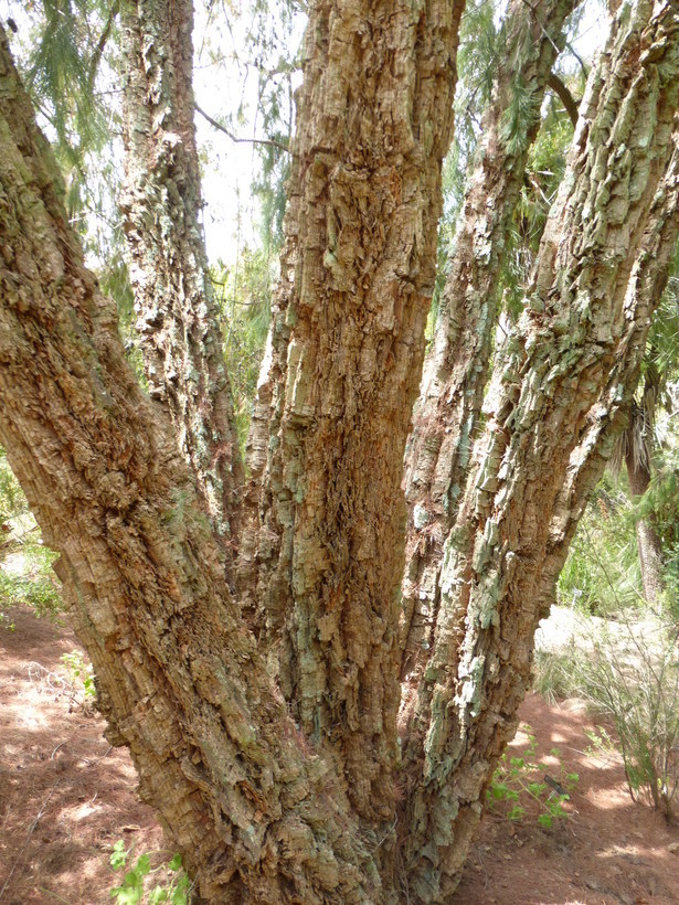 Image of forest-oak