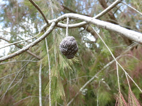 Image of forest-oak