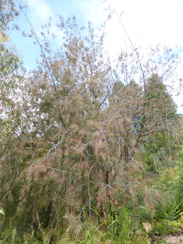 Image of forest-oak