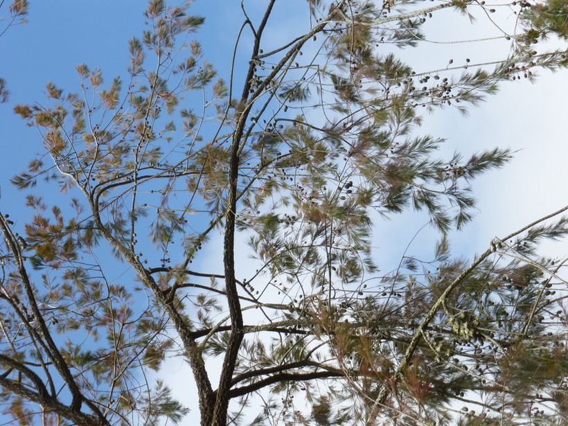 Image of forest-oak