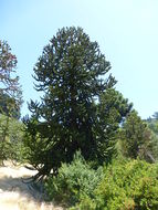 Слика од Araucaria araucana (Molina) K. Koch