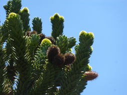 Plancia ëd Araucaria araucana (Molina) K. Koch