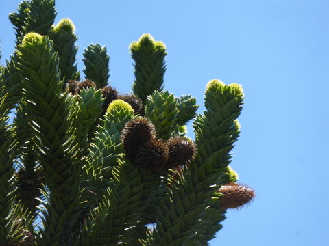 Image of Monkey Puzzle