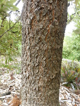 Image of coast banksia