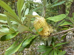 Image of coast banksia