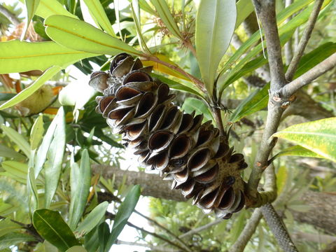 Image of coast banksia