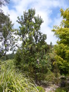 Image of coast banksia