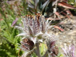 Image of Berkheya purpurea (DC.) Benth. & Hook. fil. ex Mast.