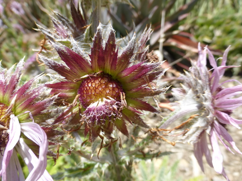 Image of Berkheya purpurea (DC.) Benth. & Hook. fil. ex Mast.