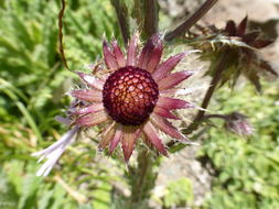 Image of Berkheya purpurea (DC.) Benth. & Hook. fil. ex Mast.