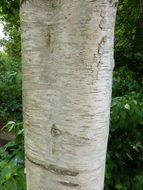 Image of Fire birch