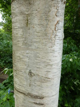 صورة Betula populifolia Marshall