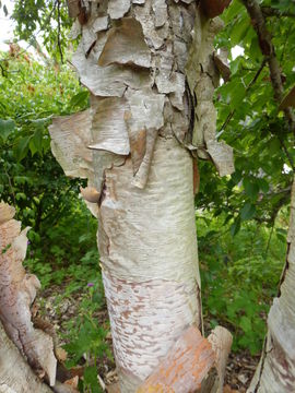 Image of Himalayan Birch