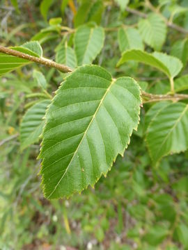 Image of Himalayan Birch