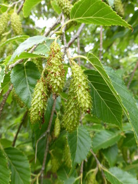 Image of Himalayan Birch