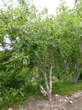 Image of Himalayan Birch