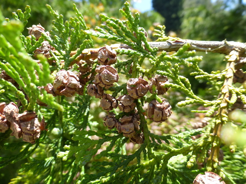 Image of Hinoki Cypress