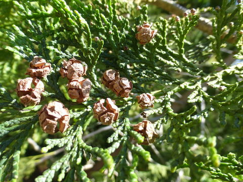 Image of Hinoki Cypress