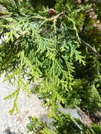 Image of Hinoki Cypress