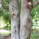Image de Dacrycarpus dacrydioides (A. Rich.) de Laub.