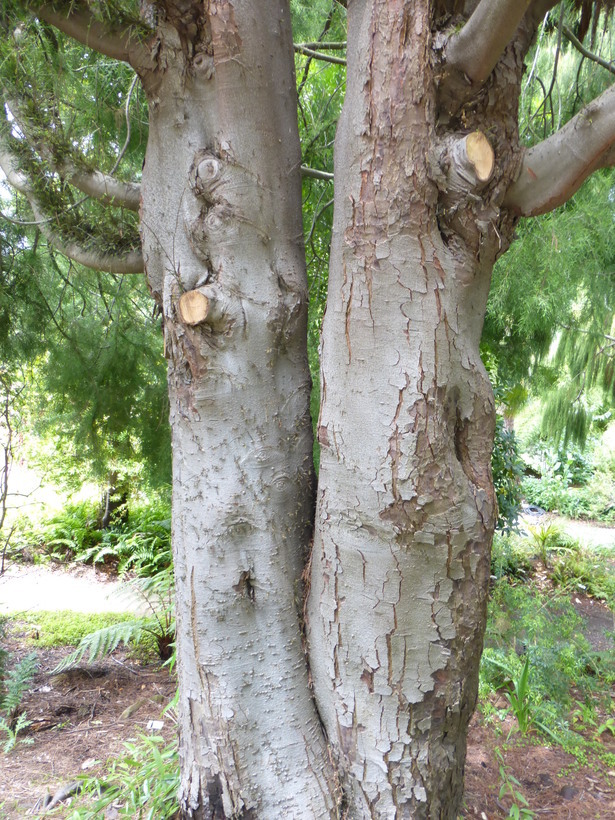 Sivun Dacrycarpus dacrydioides (A. Rich.) de Laub. kuva
