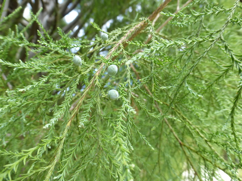 Image de Dacrycarpus dacrydioides (A. Rich.) de Laub.