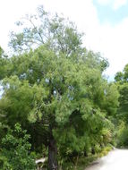 Sivun Dacrycarpus dacrydioides (A. Rich.) de Laub. kuva