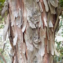 Image de Libocedrus plumosa (D. Don) Sarg.