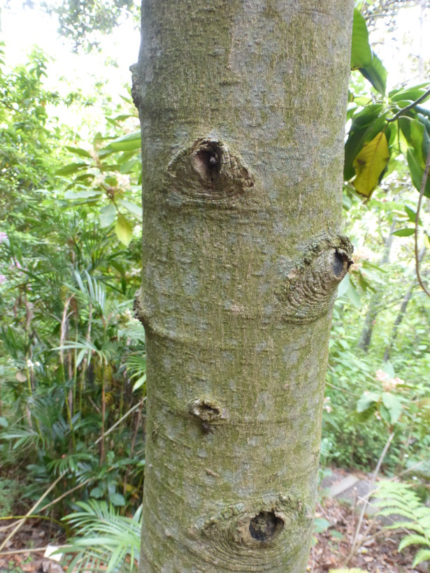 Magnolia guatemalensis Donn. Sm.的圖片