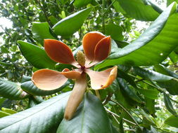 Image de Magnolia guatemalensis Donn. Sm.