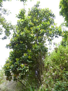 Image of Magnolia sharpii V. V. Miranda