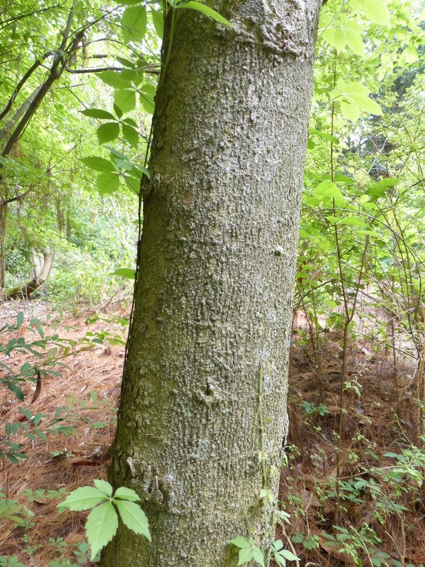 Image of Magnolia tamaulipana Vazquez