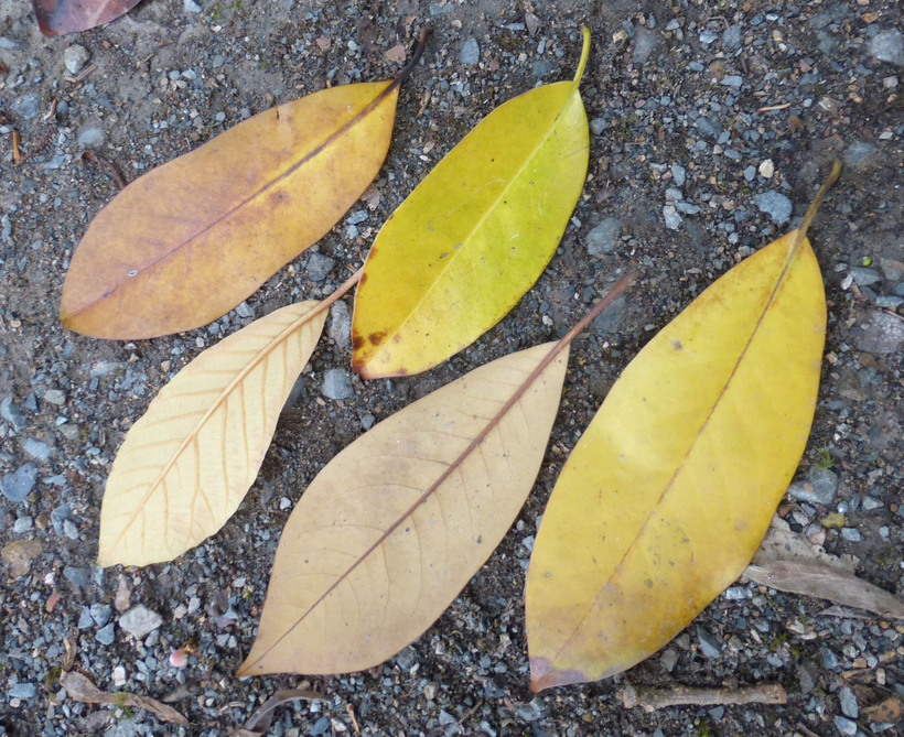 Magnolia tamaulipana Vazquez的圖片