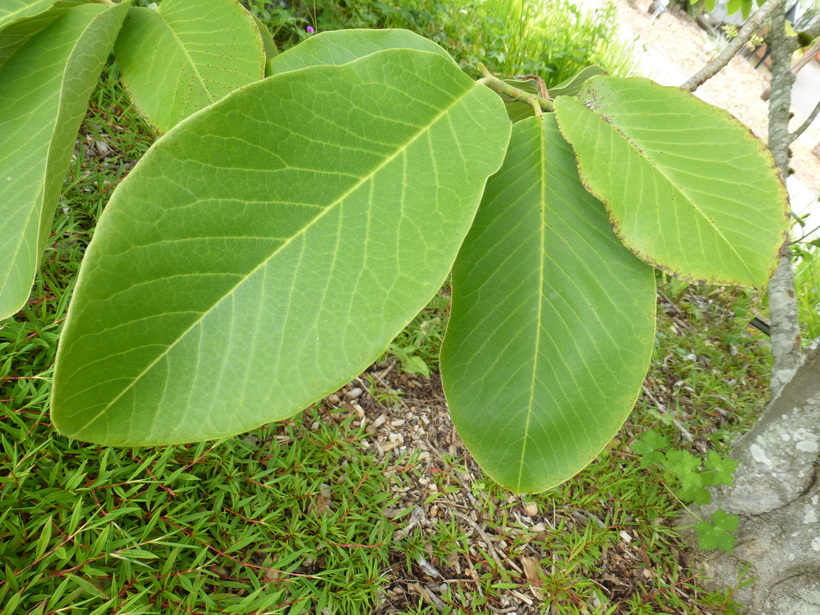 Image of Campbell's Magnolia