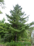 Image of eastern white pine