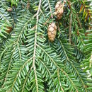 Image of eastern hemlock