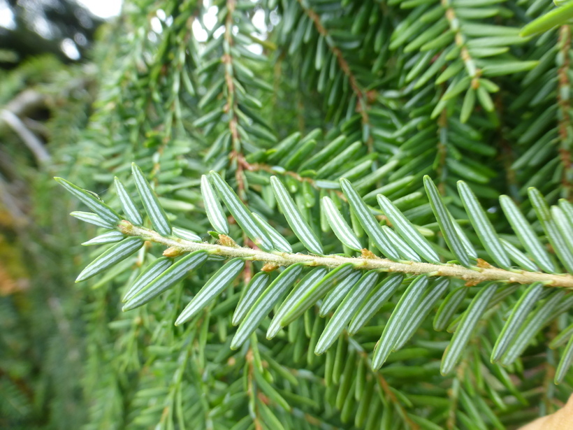 Image of eastern hemlock