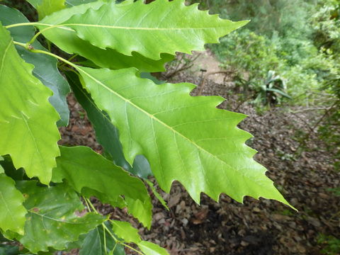 Imagem de Quercus muehlenbergii Engelm.