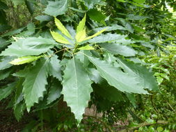 Image of Chinkapin Oak