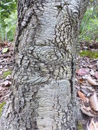 Image of Chinkapin Oak