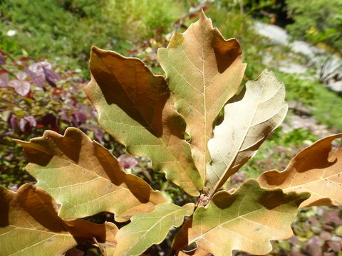 Imagem de Quercus mongolica Fisch. ex Ledeb.