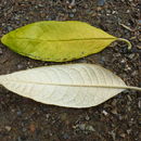 Image de Buddleja skutchii Morton