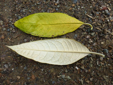 Image of Buddleja skutchii Morton