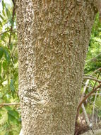 Sivun Ackama paniculosa (F. Muell.) Heslewood kuva