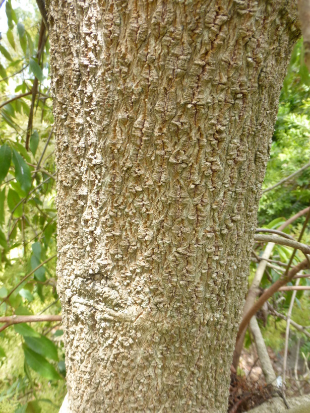 Image of Ackama paniculosa (F. Muell.) Heslewood