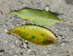 Image of Ackama paniculosa (F. Muell.) Heslewood