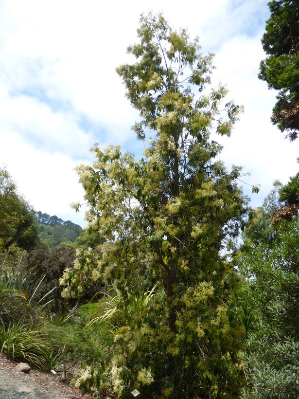 Sivun Ackama paniculosa (F. Muell.) Heslewood kuva