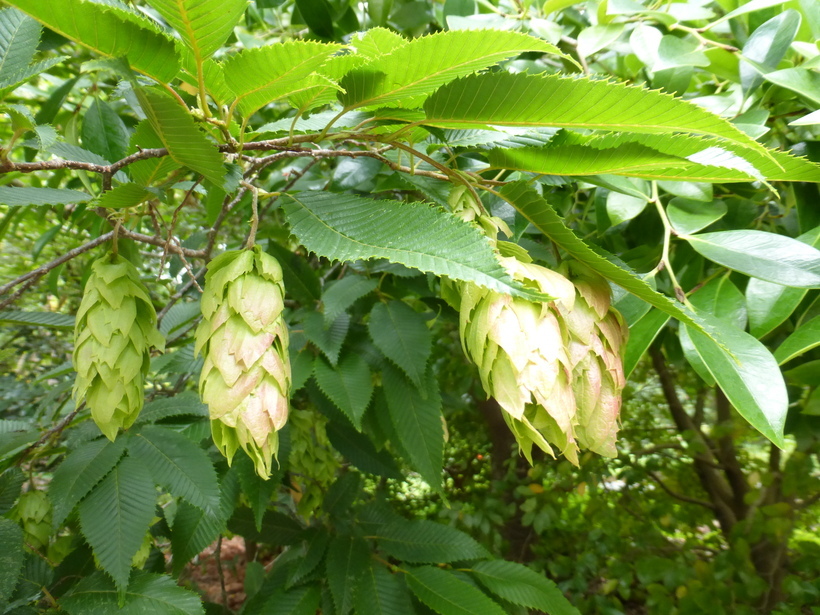 Слика од Carpinus japonica Blume